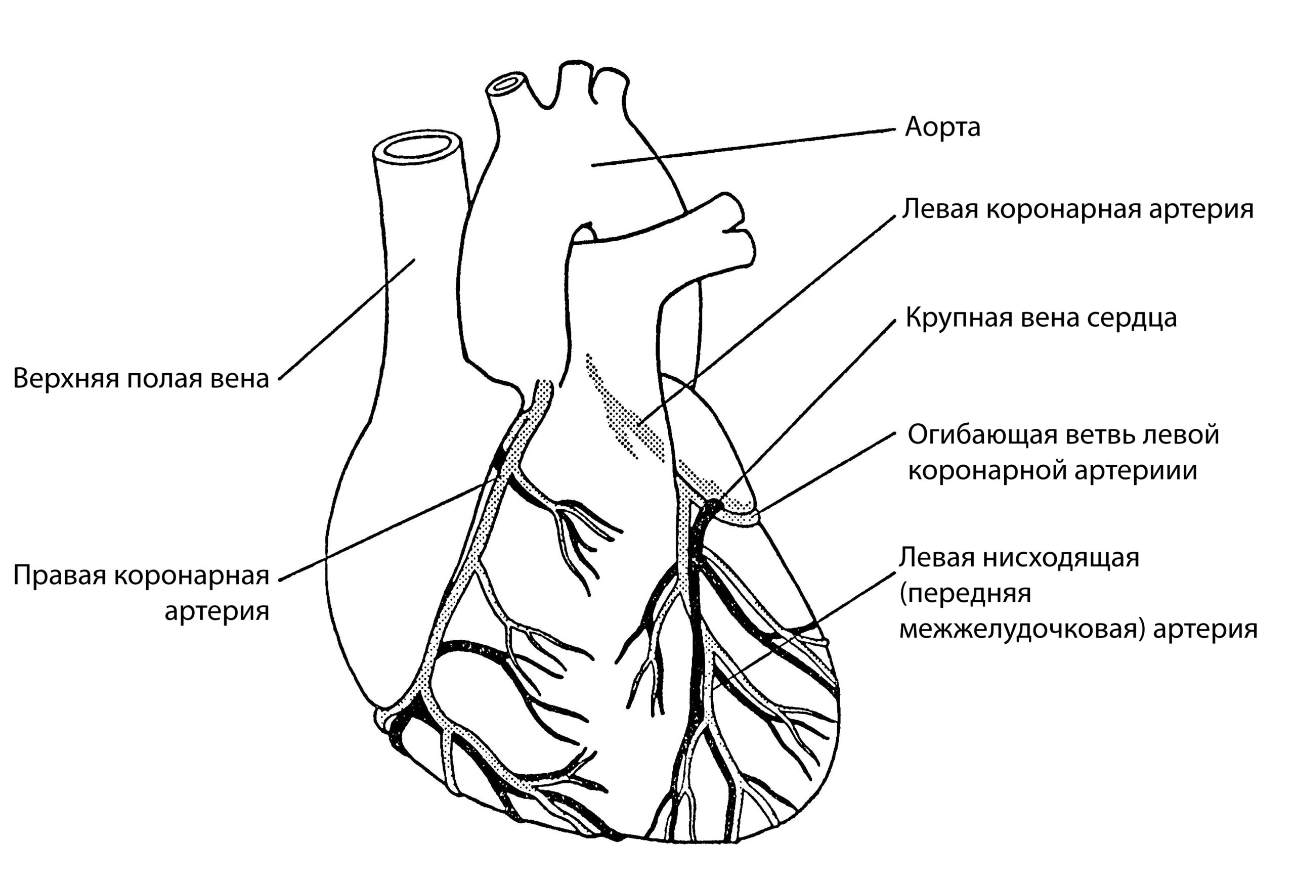 Коронарные артерии сердца схема
