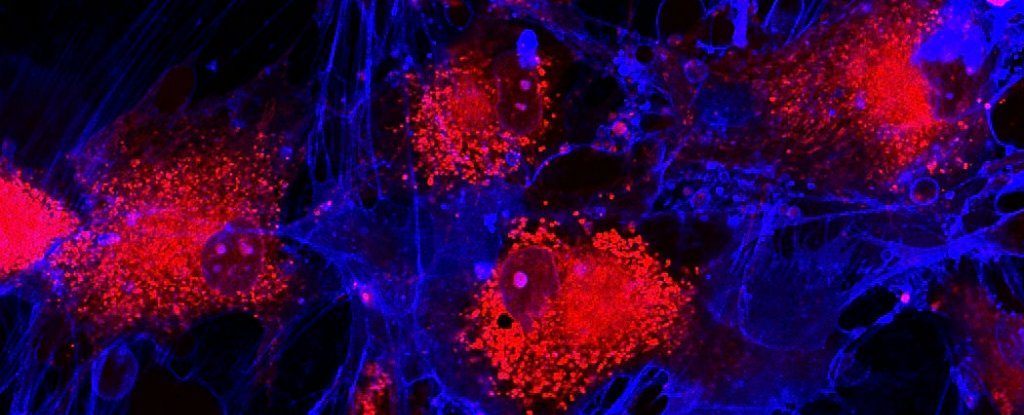 Глицин омолодил клетки