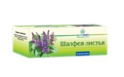 Шалфея листья 1