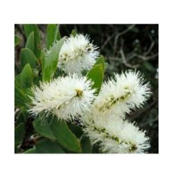 Эфирное масло Mi&Ko кайепут