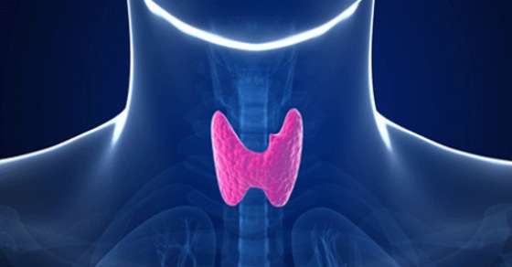 Щитовидная железа