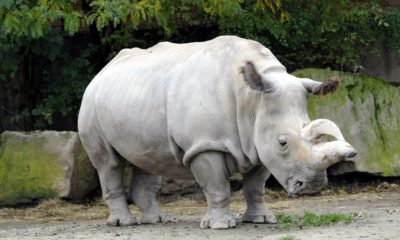 северный белый носорог