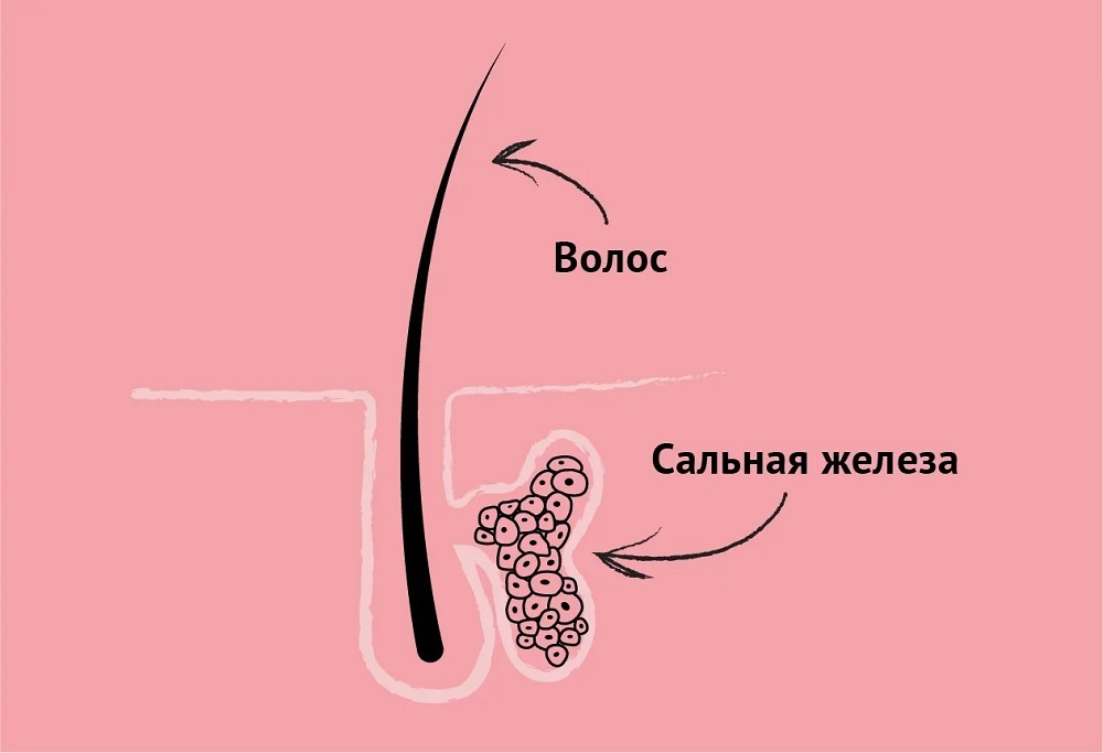 Волос, сальная железа