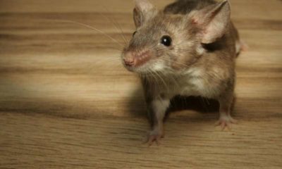 Новые исследования дают лучший способ измерения боли у мышей