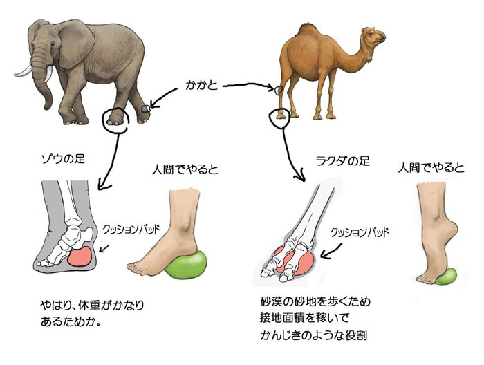 Ноги слоно-человека и верблюдо-человека