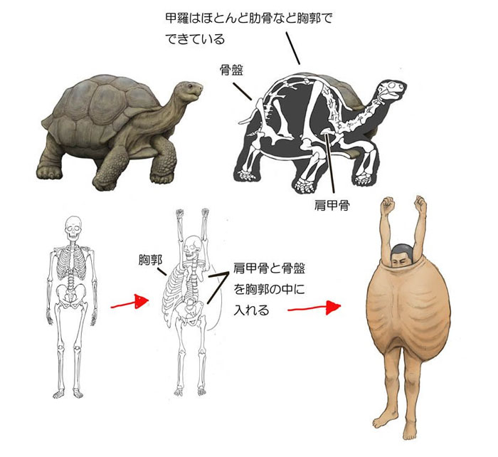 Скелет черепахи