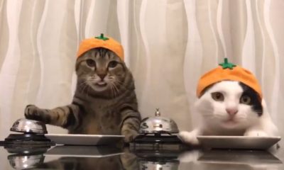 Два кота в шляпах звонят в звонок и просят еду