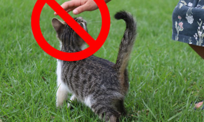 Нельзя гладить кошек