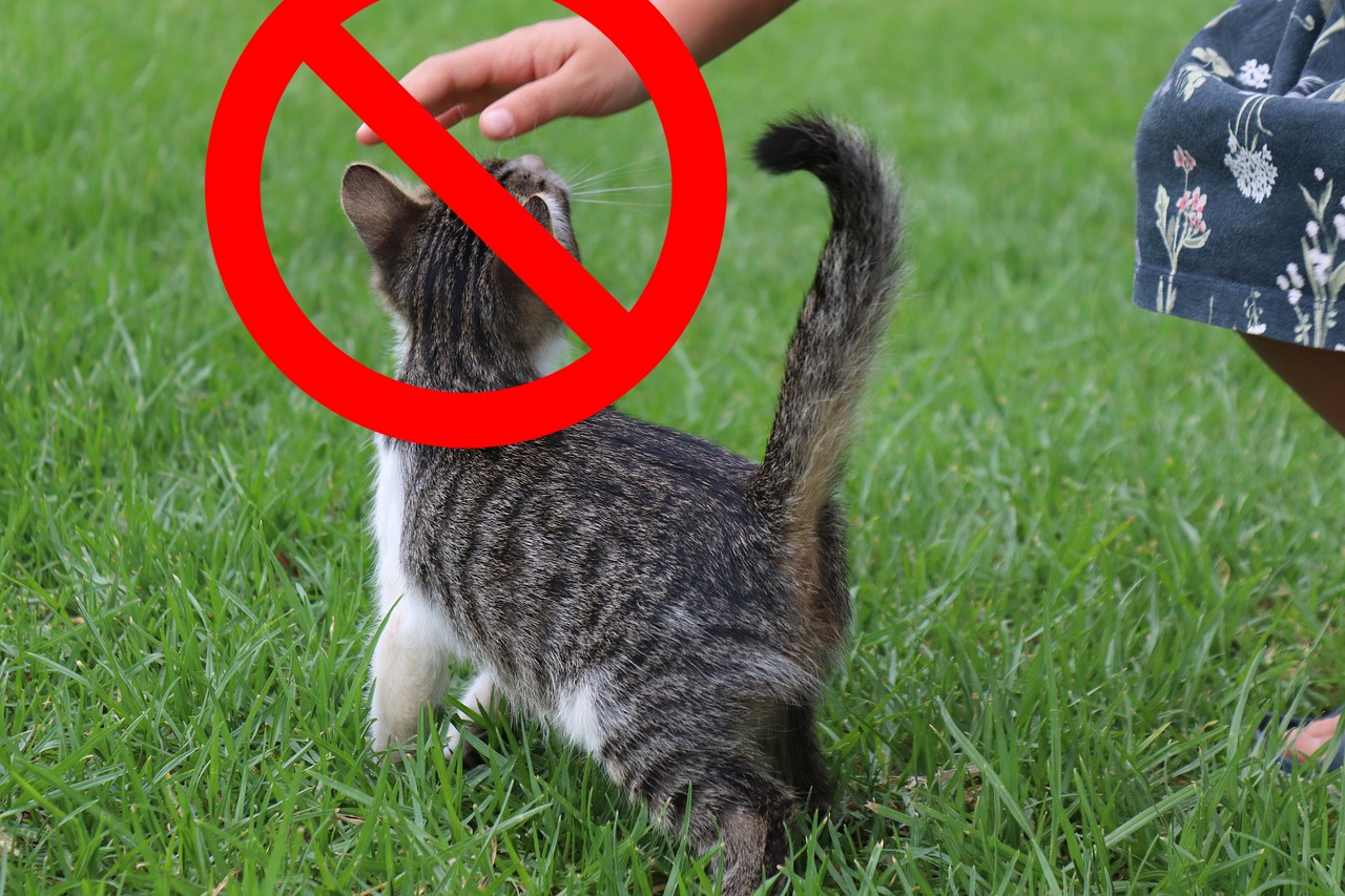 Нельзя гладить кошек