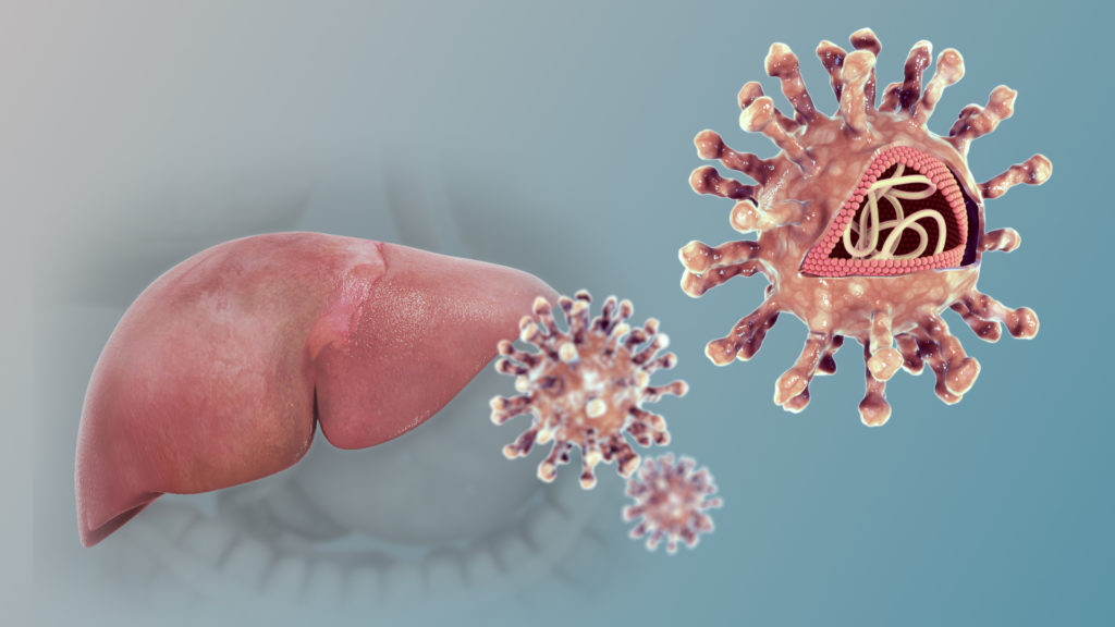 Вирус гепатита С - маленький, оболочечный, одноцепочечный вирус с положительной РНК