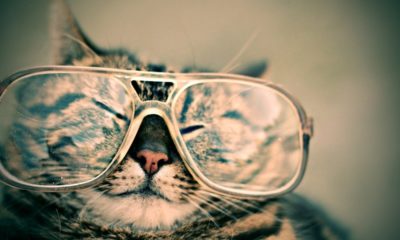 Кот в очках