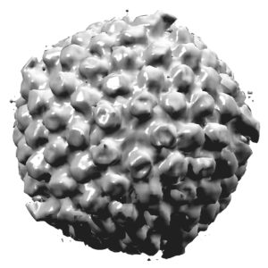 Вирус Простого Герпеса Тип I Вирус