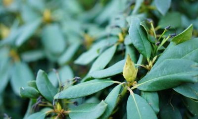 Листья манилкары