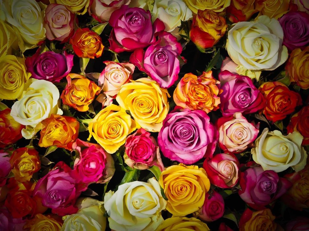 Розы Букет Из Роз Букет Цветы