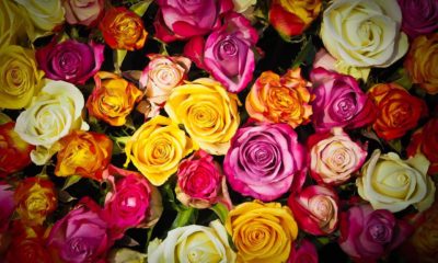 Розы Букет Из Роз Букет Цветы