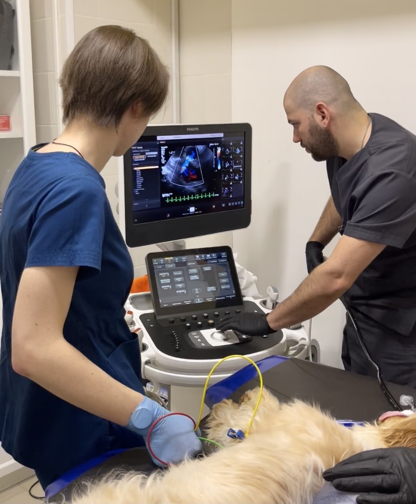 EVC ветеринария