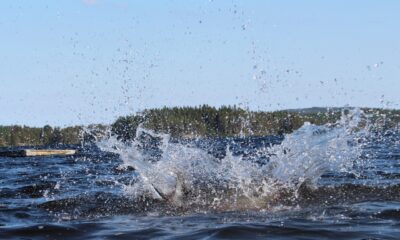 Вода Лето Озеро Купание