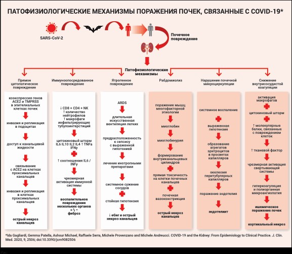Патофизиологические межанизмы поражения почек, связанные с COVID-19