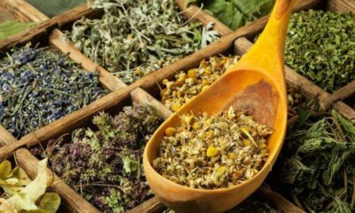 Сборы трав для поддержания здоровья