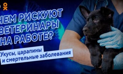 Чем рискуют ветеринары на работе