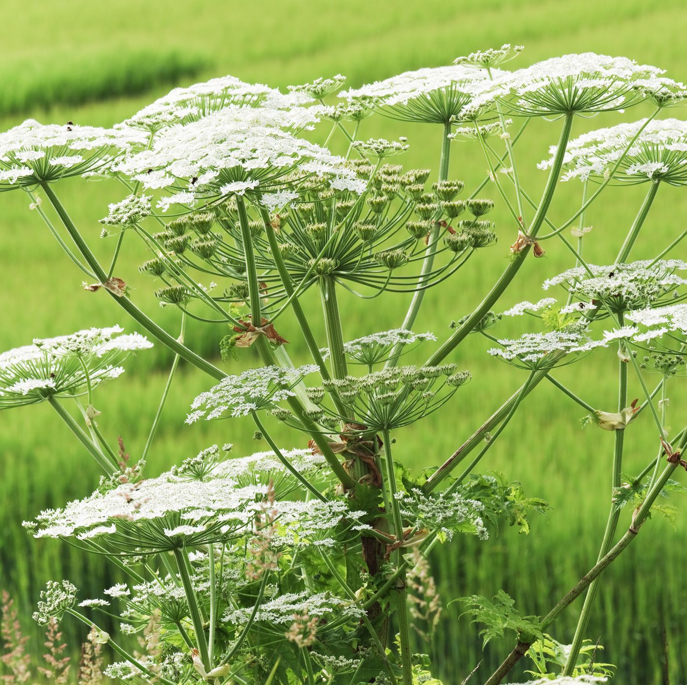 Борщевик – полный обзор ядовитого растения от А до Я [Сад и Огород sadogorod]