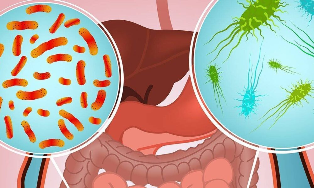Кишечная палочка лекарства. Кишечная палочка в кишечнике. Функции кишечной палочки в организме человека. Кишечная палочка обитает. Терапия кишечной палочки.