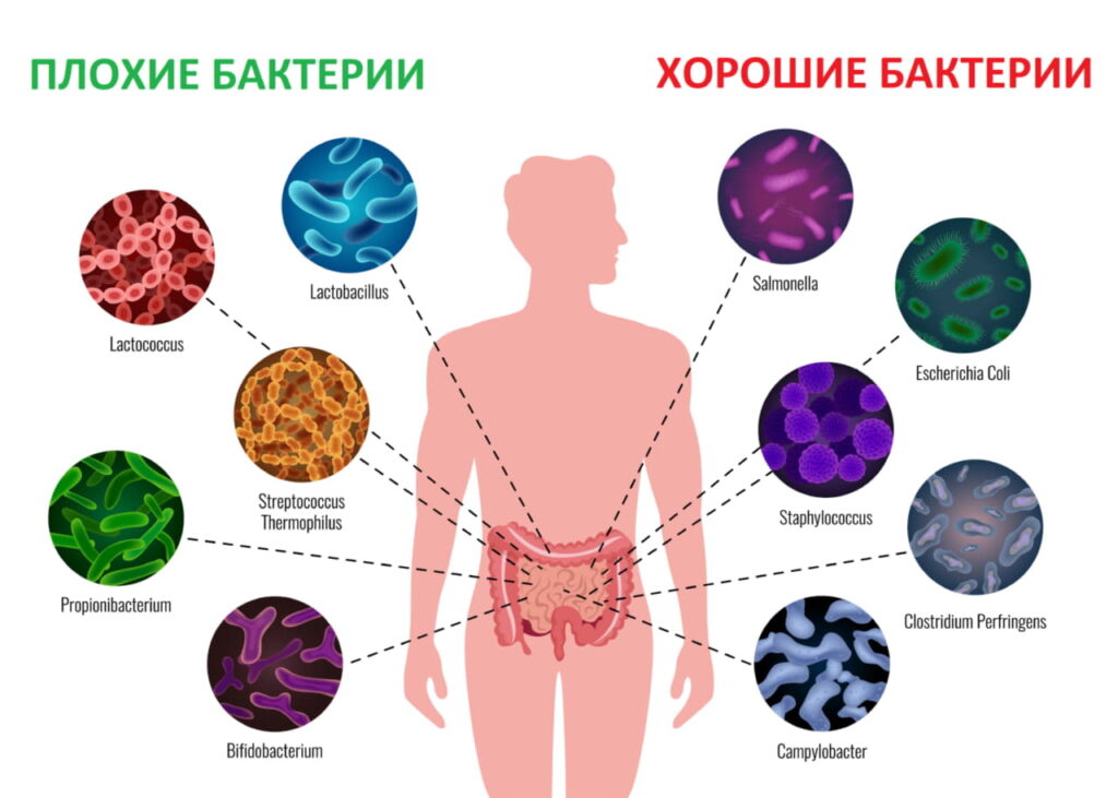 Микробиом Хорошие и  Плохие бактерии