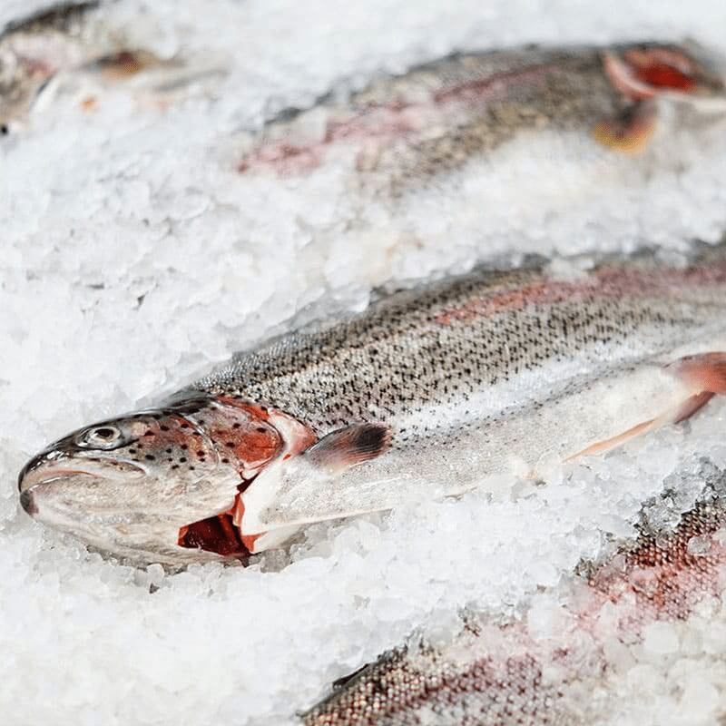 Арктическая форель