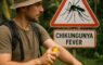 Лихорадка Чикунгунья chikungunya fever