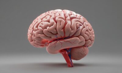 Изучение языков как защита от деменции