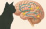 Как кошки влияют на мозг