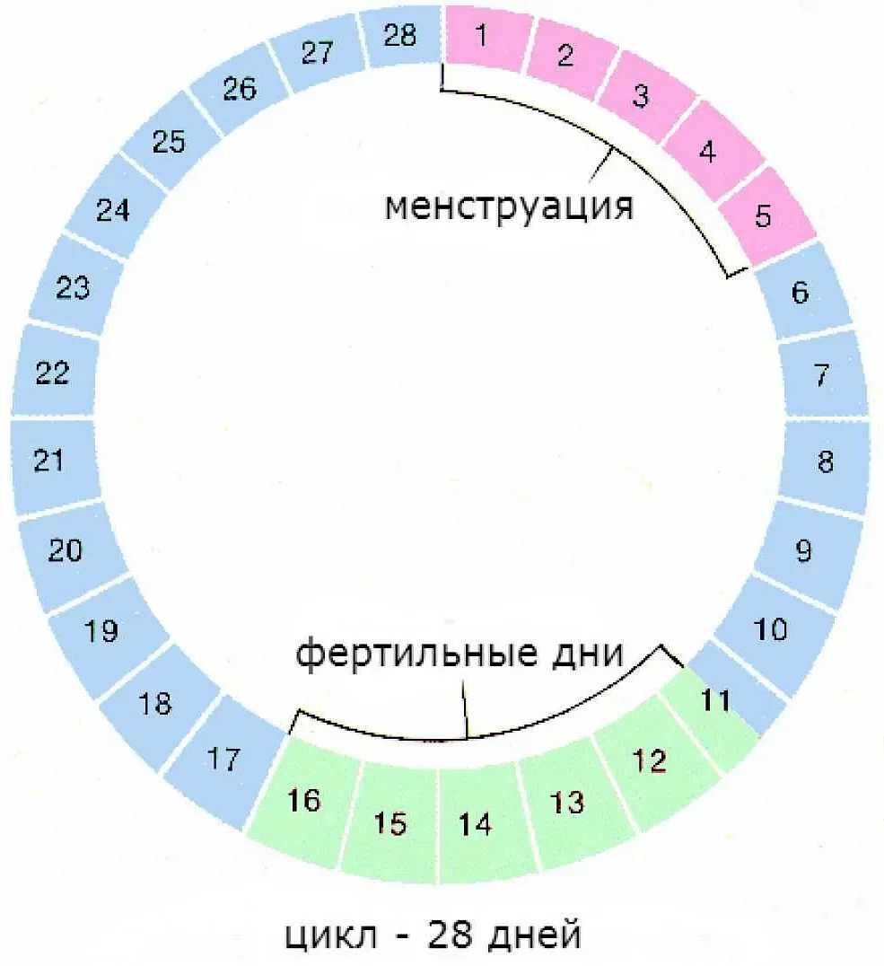 Использование календаря фертильности для планирования беременности